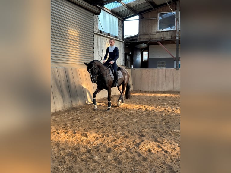 Oldenburger Wallach 6 Jahre 167 cm Schwarzbrauner in Jevenstedt