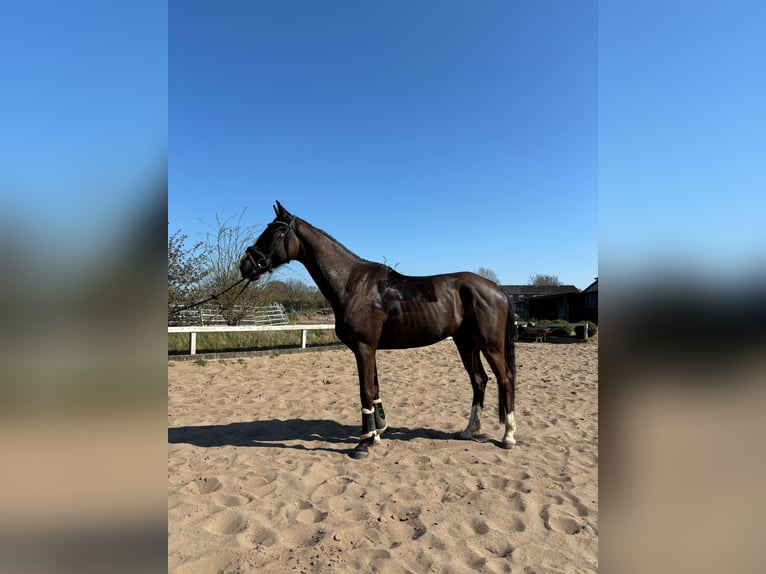 Oldenburger Wallach 6 Jahre 167 cm Schwarzbrauner in Jevenstedt