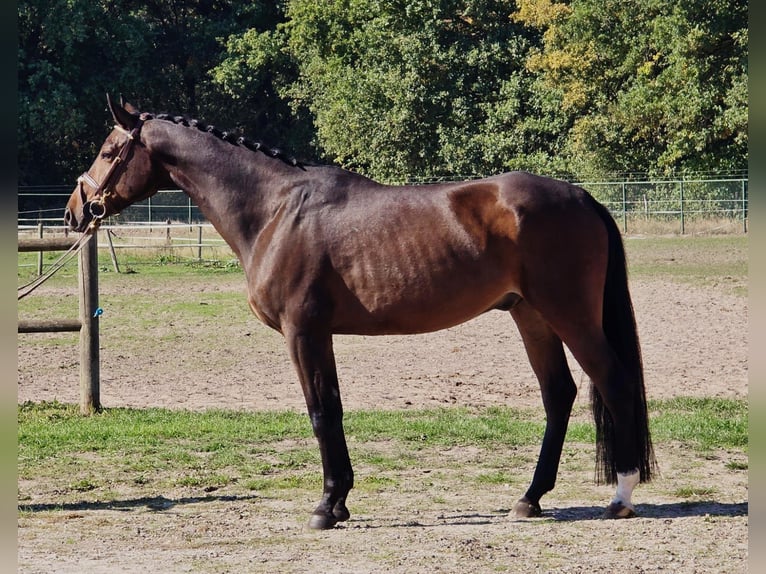 Oldenburger Wallach 6 Jahre 167 cm in Someren