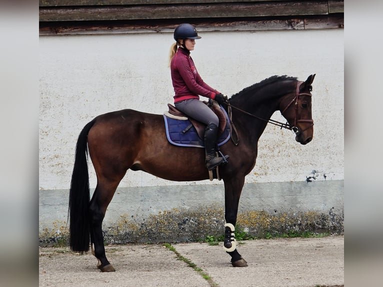 Oldenburger Wallach 6 Jahre 167 cm in Someren
