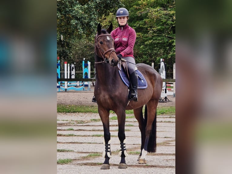 Oldenburger Wallach 6 Jahre 167 cm in Someren