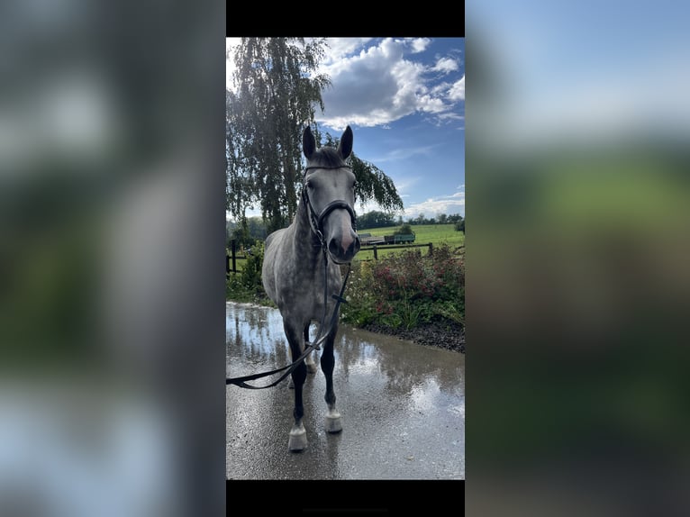 Oldenburger Wallach 6 Jahre 168 cm Apfelschimmel in Wilhelmsdorf