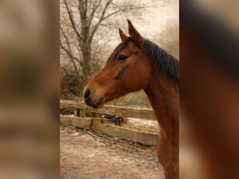 Oldenburger Wallach 6 Jahre 168 cm Brauner in Ritterhude