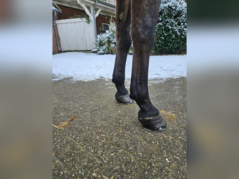 Oldenburger Wallach 6 Jahre 168 cm Dunkelbrauner in Friedberg (Hessen)