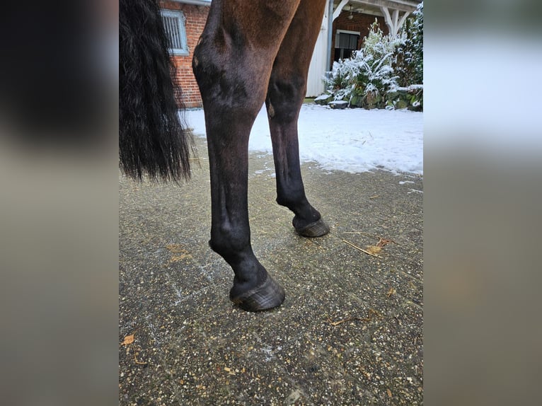 Oldenburger Wallach 6 Jahre 168 cm Dunkelbrauner in Friedberg (Hessen)