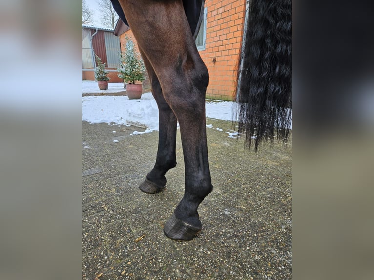 Oldenburger Wallach 6 Jahre 168 cm Dunkelbrauner in Friedberg (Hessen)