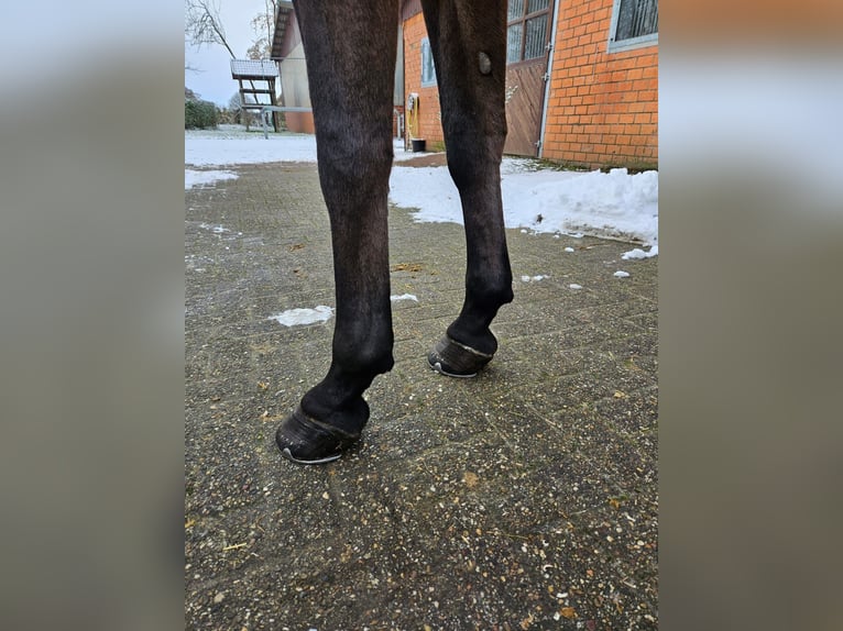 Oldenburger Wallach 6 Jahre 168 cm Dunkelbrauner in Friedberg (Hessen)