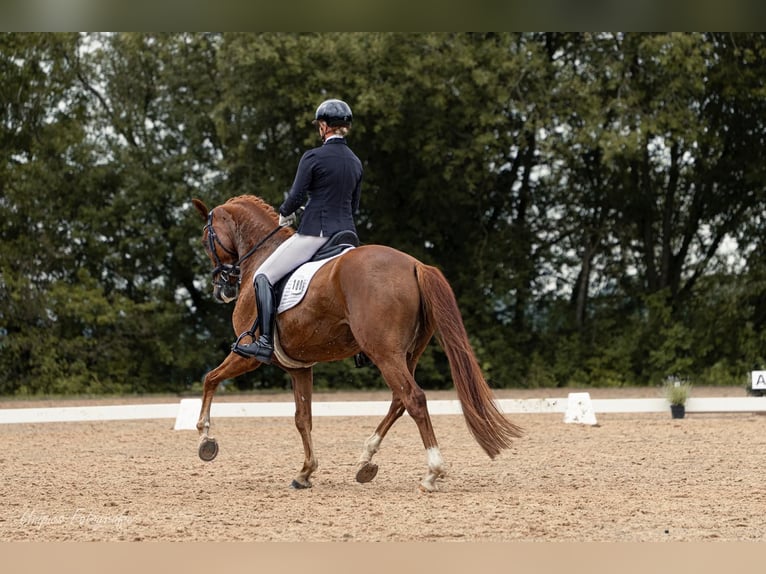 Oldenburger Wallach 6 Jahre 168 cm Fuchs in Wehringen