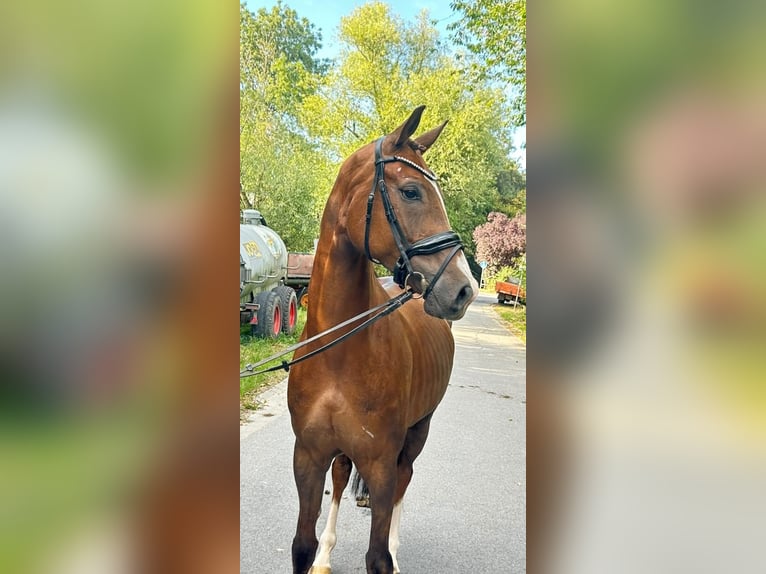 Oldenburger Wallach 6 Jahre 168 cm Fuchs in SprockhövelSprockhövel