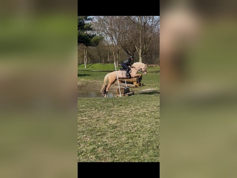 Oldenburger Wallach 6 Jahre 168 cm Palomino in Siegen