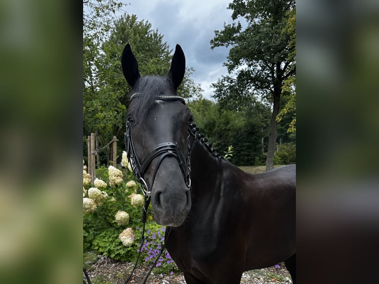 Oldenburger Wallach 6 Jahre 168 cm Rappe in Darmstadt