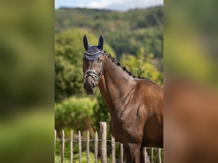 Oldenburger Wallach 6 Jahre 168 cm Rappe in Haiger