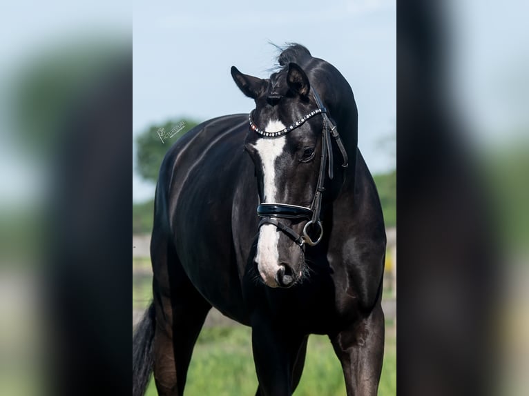 Oldenburger Wallach 6 Jahre 168 cm Rappe in Xanten