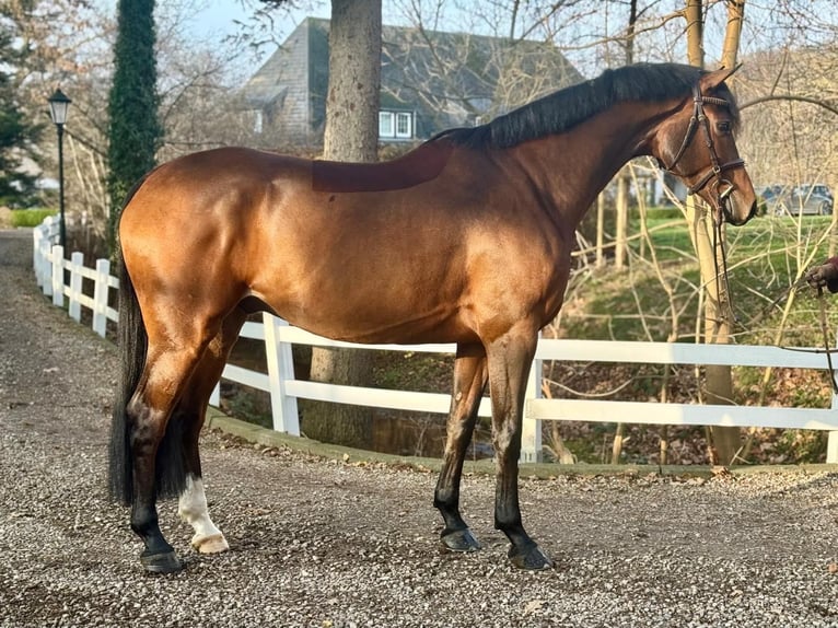 Oldenburger Wallach 6 Jahre 169 cm Brauner in Ganderkesee