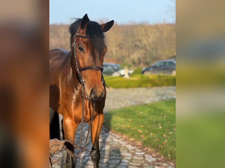 Oldenburger Wallach 6 Jahre 169 cm Brauner in Ganderkesee