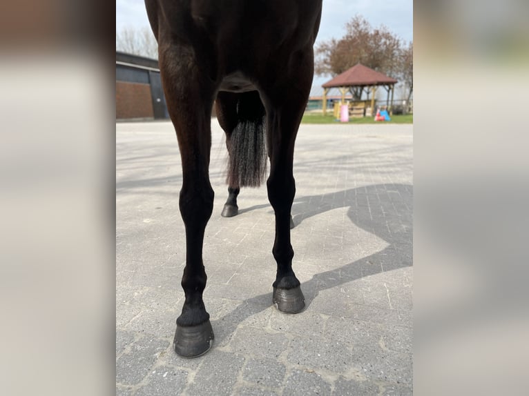 Oldenburger Wallach 6 Jahre 169 cm Rappe in Ovelgönne