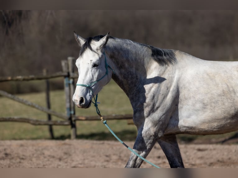 Oldenburger Wallach 6 Jahre 170 cm Apfelschimmel in Geisenheim