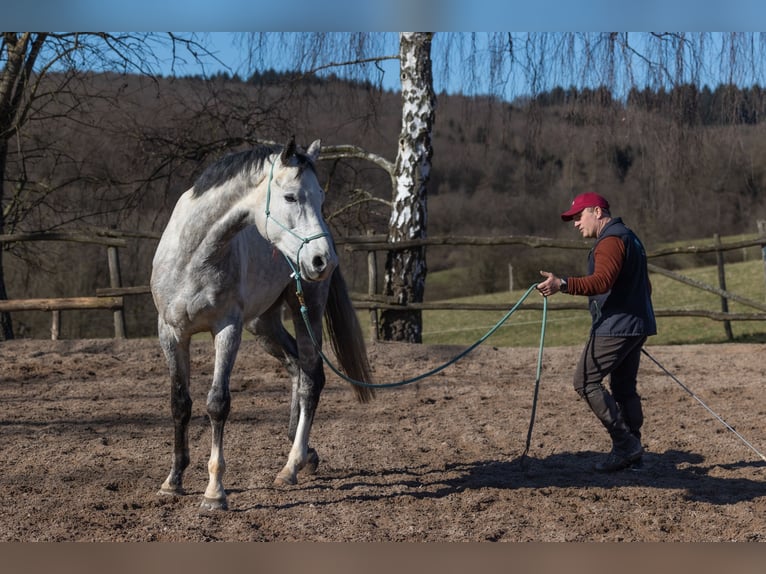 Oldenburger Wallach 6 Jahre 170 cm Apfelschimmel in Geisenheim