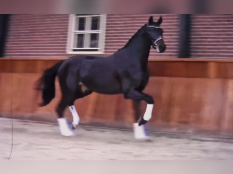 Oldenburger Wallach 6 Jahre 170 cm Dunkelbrauner in Chiemsee