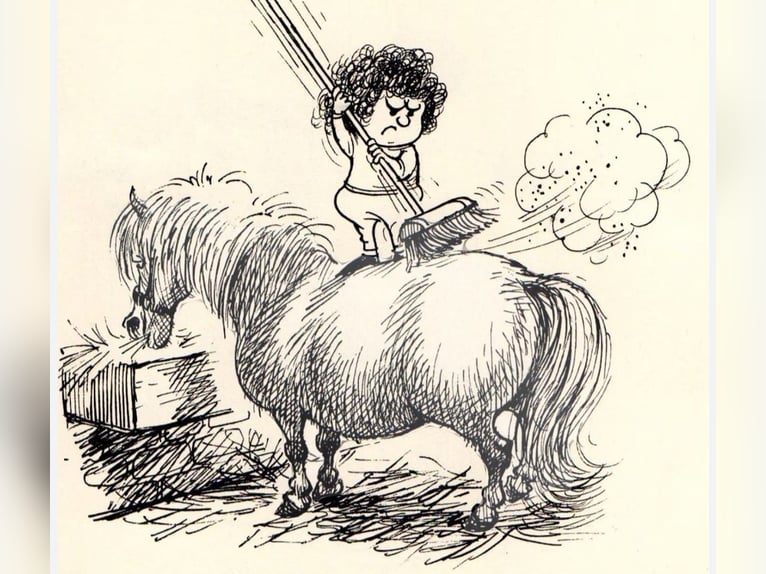 Oldenburger Wallach 6 Jahre 170 cm Dunkelbrauner in Chiemsee