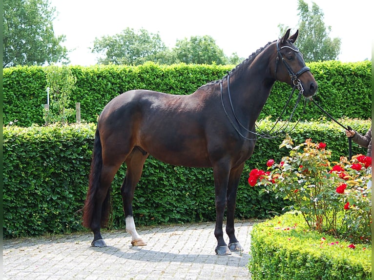 Oldenburger Wallach 6 Jahre 170 cm Dunkelbrauner in Linde