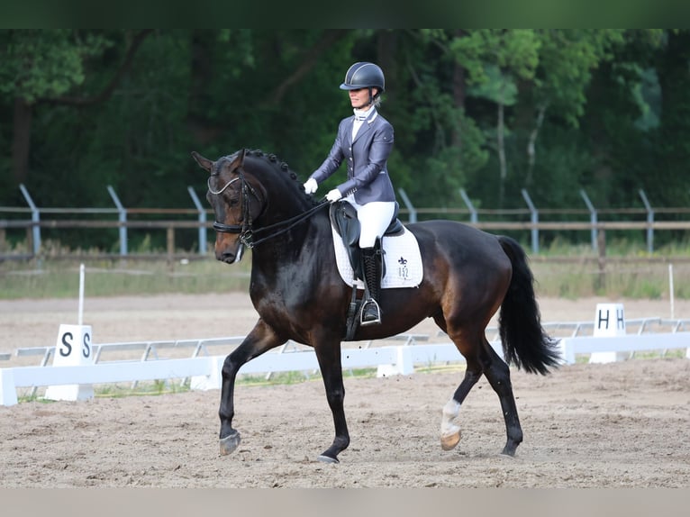 Oldenburger Wallach 6 Jahre 170 cm Dunkelbrauner in Linde