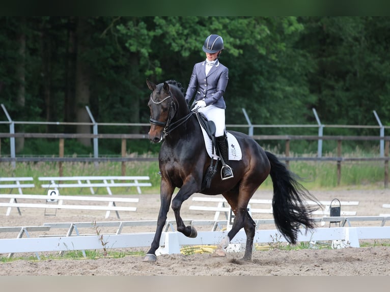 Oldenburger Wallach 6 Jahre 170 cm Dunkelbrauner in Linde