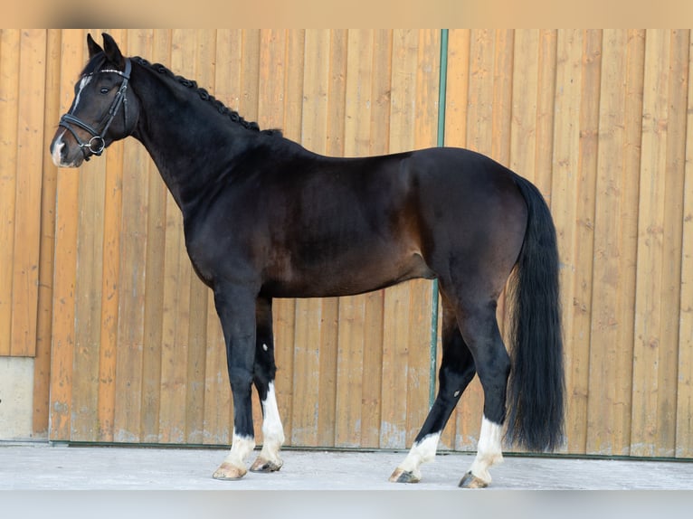 Oldenburger Wallach 6 Jahre 170 cm Dunkelbrauner in Lauda-Königshofen