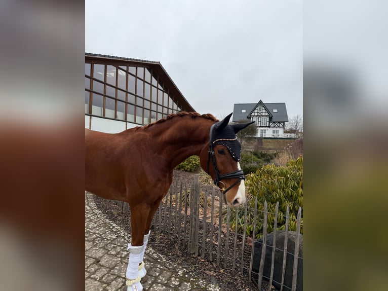 Oldenburger Wallach 6 Jahre 170 cm Fuchs in Haiger