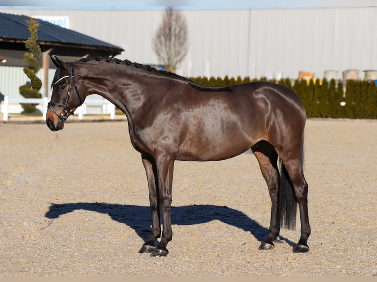 Oldenburger Wallach 6 Jahre 170 cm Schwarzbrauner in Schwäbisch Hall