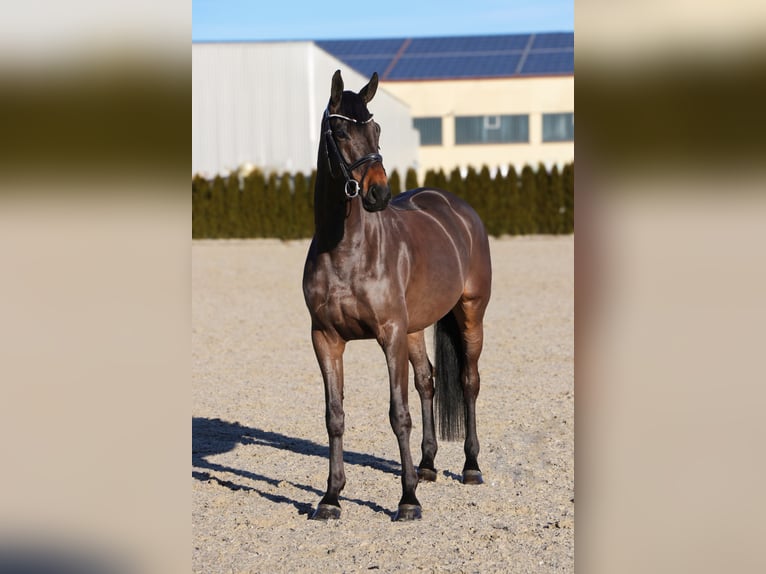 Oldenburger Wallach 6 Jahre 170 cm Schwarzbrauner in Schwäbisch Hall