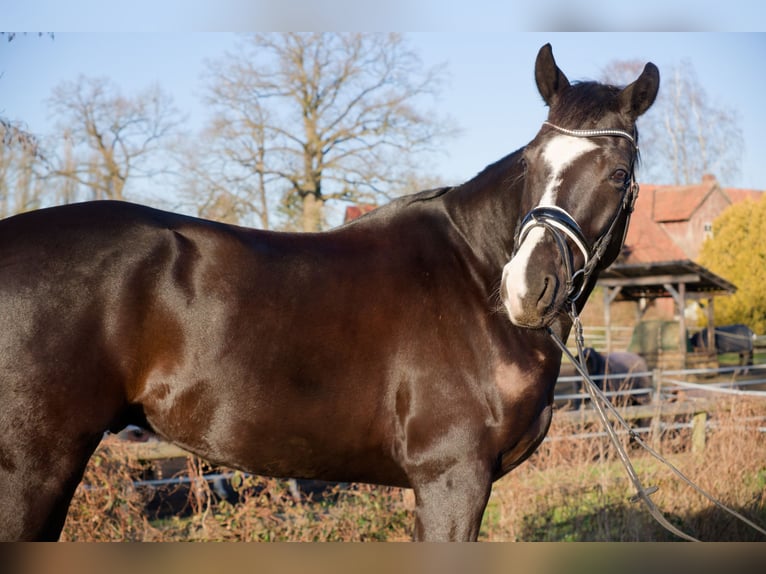 Oldenburger Wallach 6 Jahre 171 cm Rappe in Wedemark