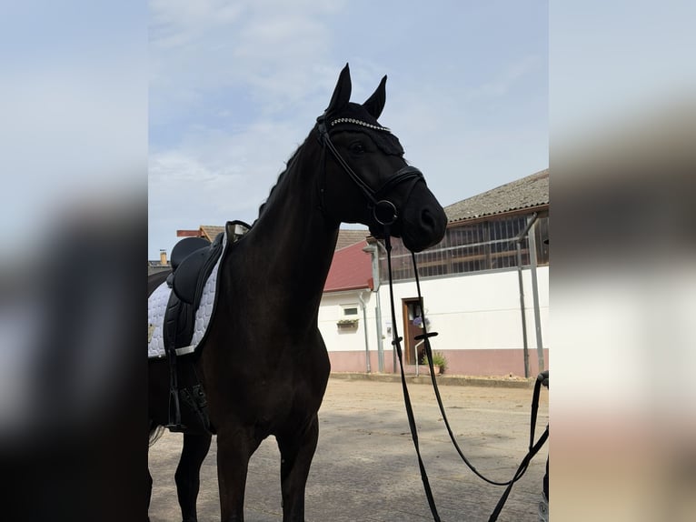 Oldenburger Wallach 6 Jahre 171 cm Rappe in Glashütte