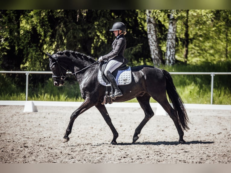 Oldenburger Wallach 6 Jahre 171 cm Rappe in Glashütte