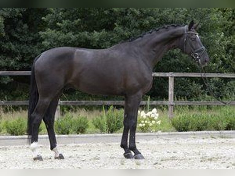 Oldenburger Wallach 6 Jahre 171 cm Rappe in Sassenberg