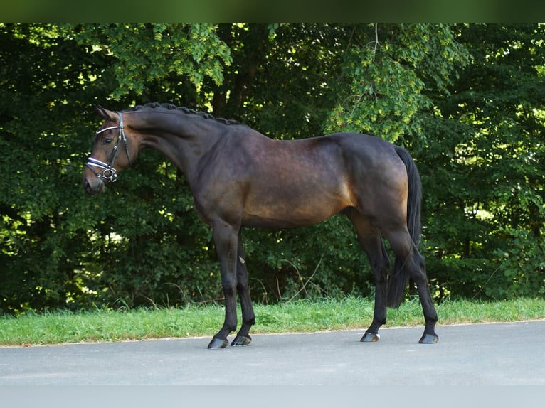 Oldenburger Wallach 6 Jahre 172 cm Brauner in Gleichen