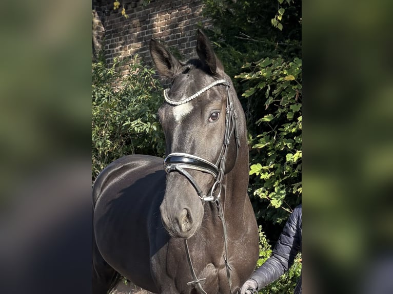 Oldenburger Wallach 6 Jahre 172 cm Rappe in Niederkassel