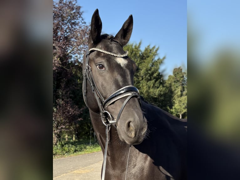 Oldenburger Wallach 6 Jahre 172 cm Rappe in Niederkassel