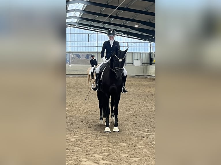 Oldenburger Wallach 6 Jahre 172 cm Rappe in Niederkassel