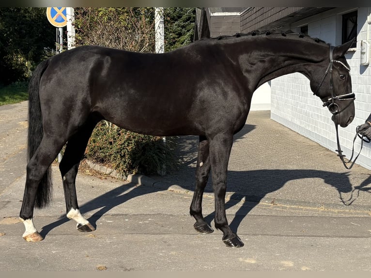 Oldenburger Wallach 6 Jahre 172 cm Rappe in Niederkassel