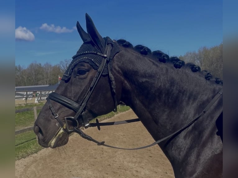 Oldenburger Wallach 6 Jahre 172 cm Rappe in Schenefeld