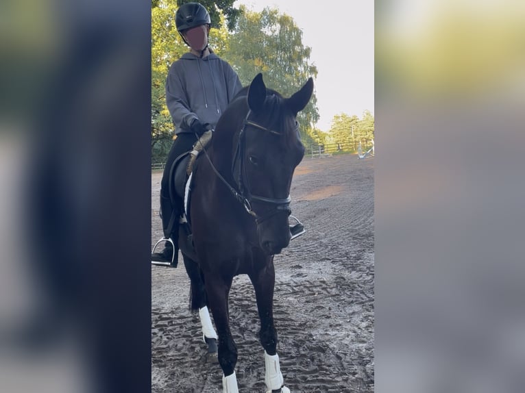Oldenburger Wallach 6 Jahre 172 cm Rappe in Schenefeld