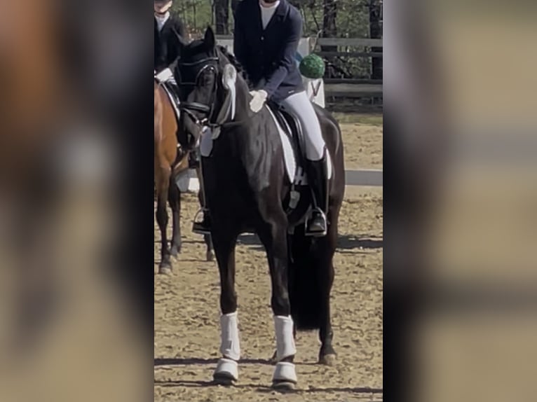 Oldenburger Wallach 6 Jahre 172 cm Rappe in Schenefeld