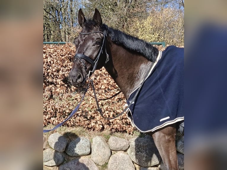 Oldenburger Wallach 6 Jahre 172 cm Rappe in Schenefeld