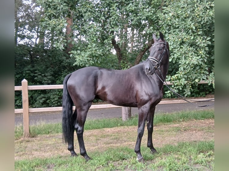 Oldenburger Wallach 6 Jahre 172 cm Rappe in Barenburg
