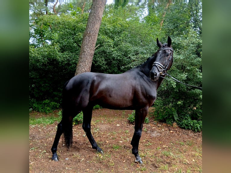 Oldenburger Wallach 6 Jahre 172 cm Rappe in Barenburg
