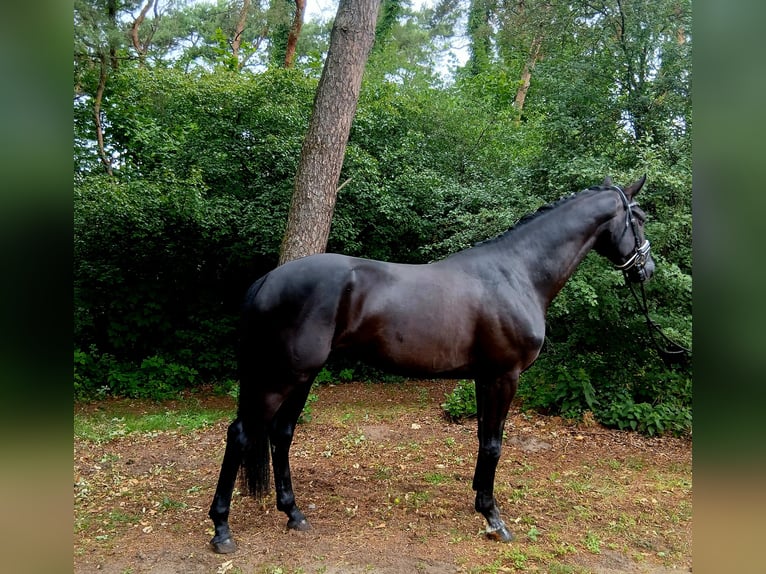 Oldenburger Wallach 6 Jahre 172 cm Rappe in Barenburg