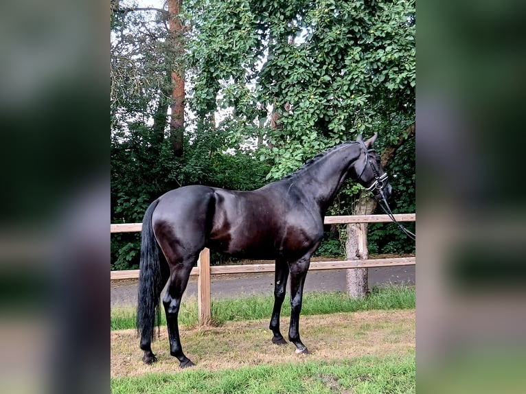 Oldenburger Wallach 6 Jahre 172 cm Rappe in Barenburg