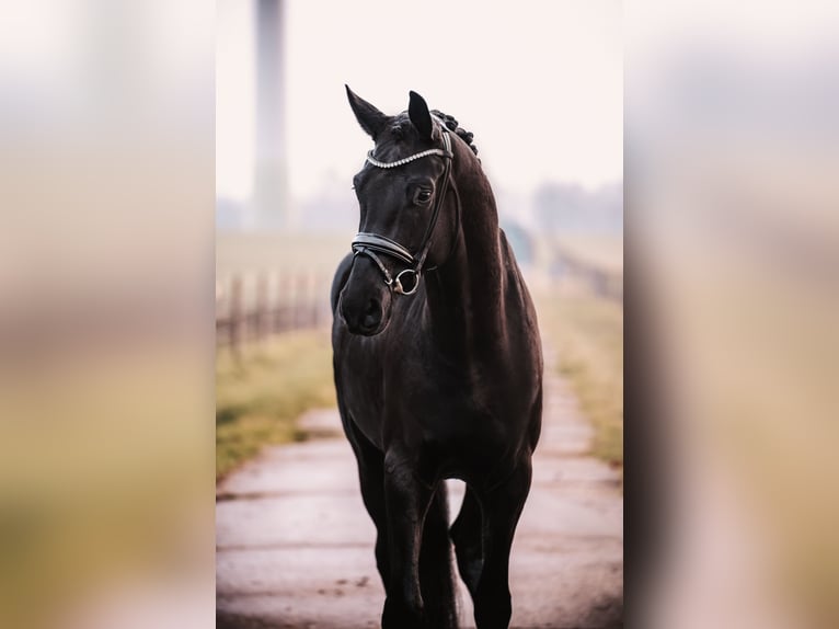 Oldenburger Wallach 6 Jahre 172 cm Rappe in Warendorf