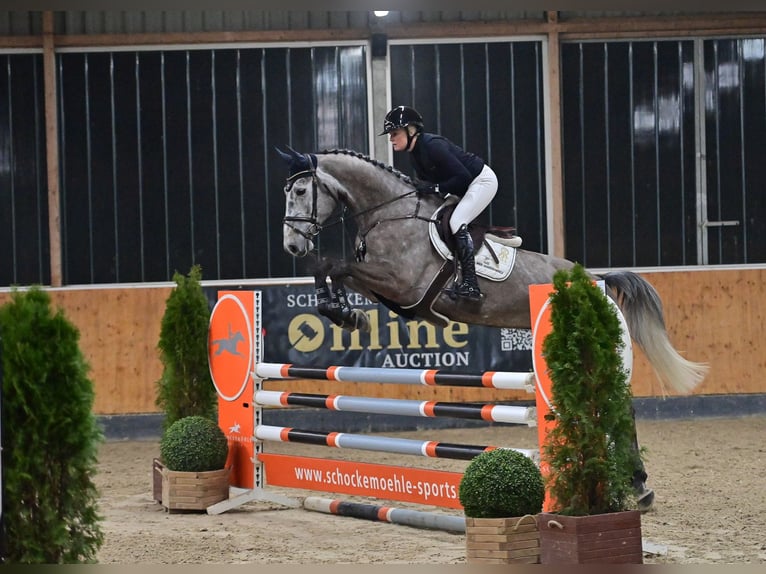 Oldenburger Wallach 6 Jahre 172 cm Schimmel in Steinfeld (Oldenburg)